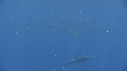 RAIE MANTA, BAIT BALL