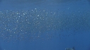 DAUPHINS SPINNER, BAIT BALL