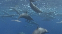 DAUPHINS SPINNER