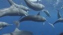 DAUPHINS SPINNER