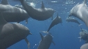DAUPHINS SPINNER