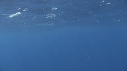 DAUPHINS SPINNER