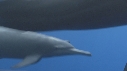 DAUPHINS SPINNER