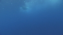 BATEAU, SPINNER DOLPHINS