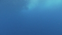 BATEAU, SPINNER DOLPHINS