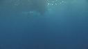 BATEAU, SPINNER DOLPHINS