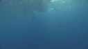 BATEAU, SPINNER DOLPHINS