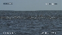 DAUPHINS SPINNER