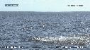 DAUPHINS SPINNER