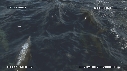 DAUPHINS SPINNER