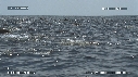 DAUPHINS SPINNER