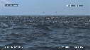 DAUPHINS SPINNER