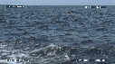 DAUPHINS SPINNER