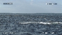 DAUPHINS SPINNER