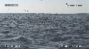 DAUPHINS SPINNER