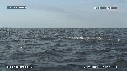 DAUPHINS SPINNER