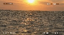 DAUPHINS SPINNER