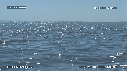 GLOBICEPHALES