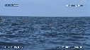 DAUPHINS SPINNER