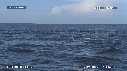 DAUPHINS SPINNER