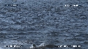 DAUPHINS SPINNER