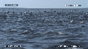 DAUPHINS SPINNER