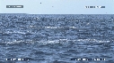 DAUPHINS SPINNER