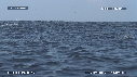 DAUPHINS SPINNER