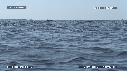 DAUPHINS SPINNER