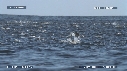 DAUPHINS SPINNER