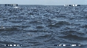 DAUPHINS SPINNER