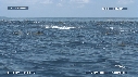 DAUPHINS SPINNER