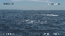 DAUPHINS SPINNER