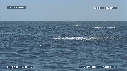 DAUPHINS SPINNER