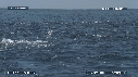 DAUPHINS SPINNER