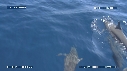 DAUPHINS SPINNER