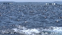 DAUPHINS SPINNER