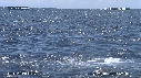 DAUPHINS SPINNER