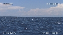DAUPHINS SPINNER