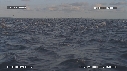 DAUPHINS SPINNER