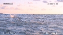 DAUPHINS SPINNER