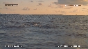 DAUPHINS SPINNER