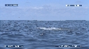 DAUPHINS SPINNER