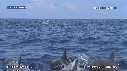 DAUPHINS SPINNER