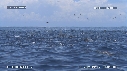 DAUPHINS SPINNER