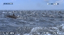 DAUPHINS SPINNER