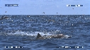 DAUPHINS SPINNER