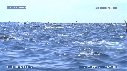 DAUPHINS SPINNER