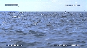 DAUPHINS SPINNER, FREGATES