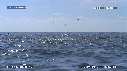 DAUPHINS SPINNER